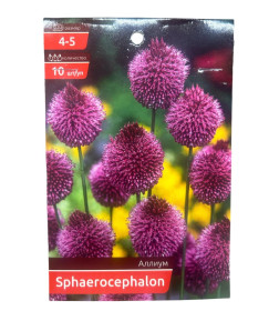 Аллиум SPHAEROCEPHALON (10 шт.) 
