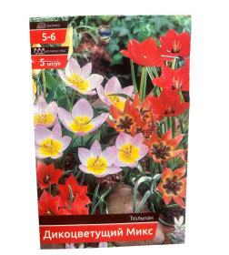 Тюльпан MIX WILD FLOWERING (5 шт.)