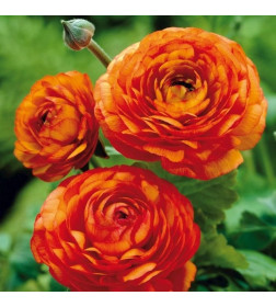 Лютик Orange 10 шт/уп р.5/6