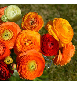Лютик Orange 10 шт/уп р.5/6