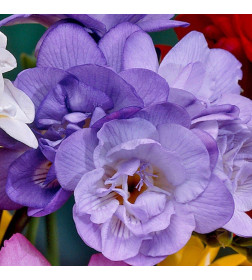 Фрезия Double Blauw 10шт/уп р.5/+
