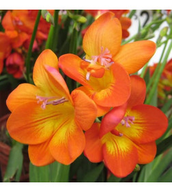 Фрезия Double Orange 10шт/уп р.5/+