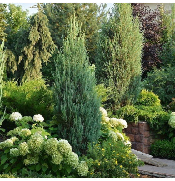 Можжевельник скальный Блю Эрроу (Blue Arrow) C3 0,4/0,6м