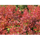 Барбарис тунберга Коралл (Coral) C2 0.3/0.4м
