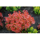 Барбарис тунберга Коралл (Coral) C2 0.3/0.4м