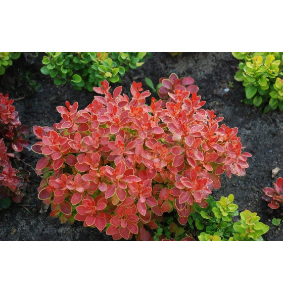 Барбарис тунберга Коралл (Coral) C2 0.3/0.4м