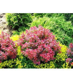 Барбарис тунберга Коралл (Coral) C2 0.3/0.4м