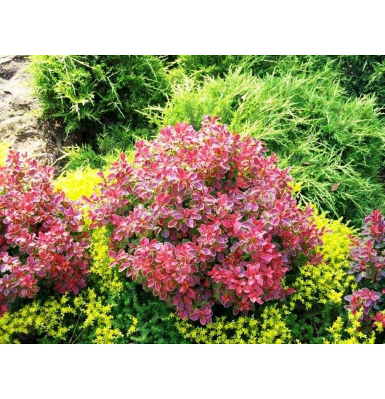 Барбарис тунберга Коралл (Coral) C2 0.3/0.4м