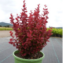 Барбарис тунберга Оранж Рокет (Orange Rocket) C3 0.3/0.5м