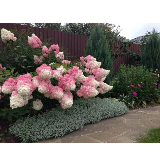 Гортензия метельчатая Ванилла Фрейз (Vanille Fraise) C3 0,4/0,6м