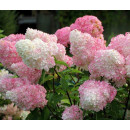 Гортензия метельчатая Ванилла Фрейз (Vanille Fraise) C3 0,4/0,6м