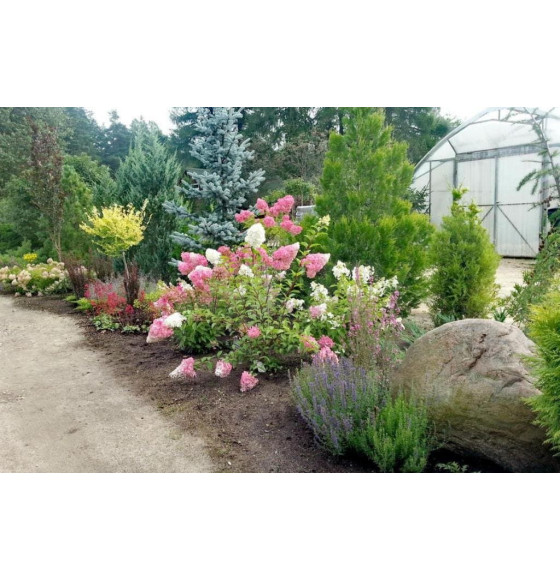 Гортензия метельчатая Ванилла Фрейз (Vanille Fraise) C3 0,4/0,6м