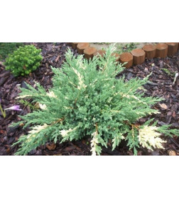 Можжевельник китайский Экспанса Вариегата (Expansa Variegata) С3 0,3/0,5м