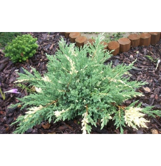 Можжевельник китайский Экспанса Вариегата (Expansa Variegata) С3 0,3/0,5м