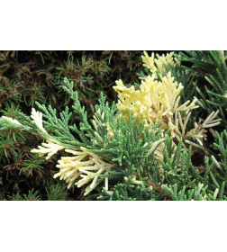 Можжевельник китайский Экспанса Вариегата (Expansa Variegata) С3 0,3/0,5м