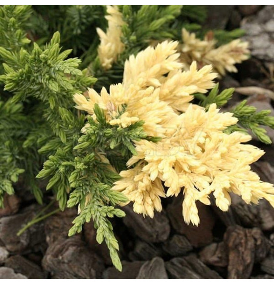 Можжевельник китайский Экспанса Вариегата (Expansa Variegata) С3 0,3/0,5м