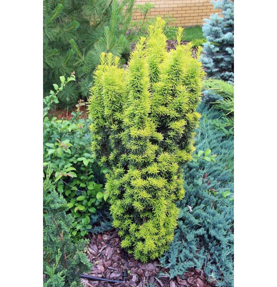 Тис ягодный Давид (Taxus baccata David) C2 0,2/0,3м