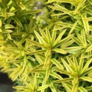 Тис ягодный Давид (Taxus baccata David) C2 0,2/0,3м