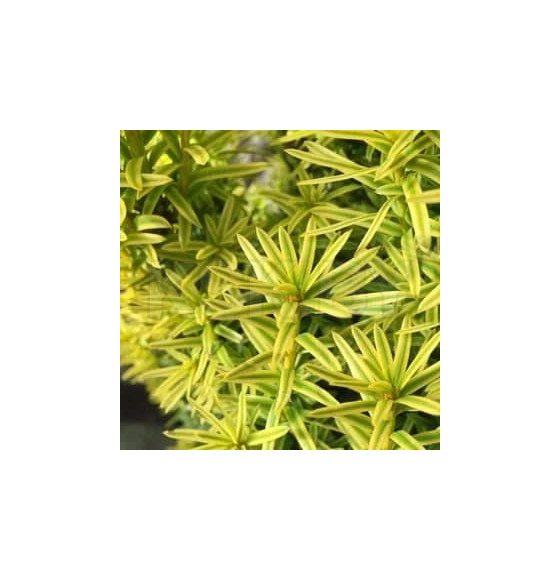 Тис ягодный Давид (Taxus baccata David) C2 0,2/0,3м