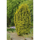 Тис ягодный Давид (Taxus baccata David) C2 0,2/0,3м