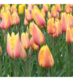 Тюльпаны Blushing Beauty, 10 шт.