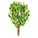 Веник банный березовый