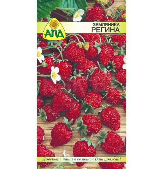 Земляника Регина