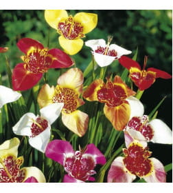 Тигридия pavonia (15шт)
