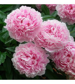 Пион Sarah Bernhardt (1шт)