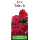 Роза плетистая Eric Tabarly