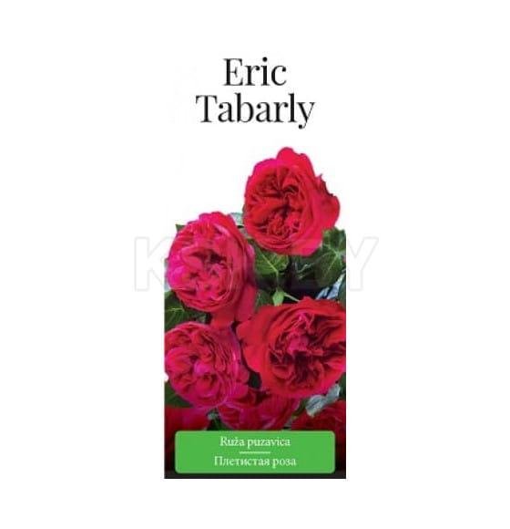 Роза плетистая Eric Tabarly