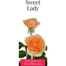 Роза чайно-гибридная Sweet Lady