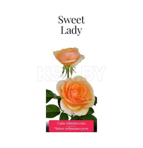 Роза чайно-гибридная Sweet Lady