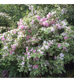 Вейгела Нана Вариегата (Nana Variegata) C3