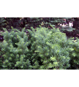 Тис срединий Хилли (Taxus media Hillii) C2 0,20/0,30м