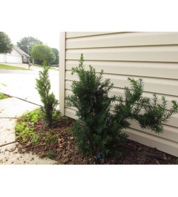 Тис срединий Хилли (Taxus media Hillii) C2 0,20/0,30м
