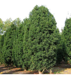 Тис срединий Хиксии (Taxus media Hicksi) C2 0,30/0,40м
