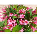 Вейгела Румба (Rumba) C3 (Огородик-центр ООО) 