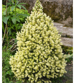 Ель канадская сизая Дейзи Вайт ( Daisy's White) C3 0,2/0,3м