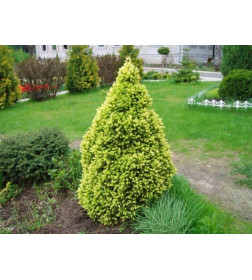 Ель канадская сизая Дейзи Вайт ( Daisy's White) C3 0,2/0,3м