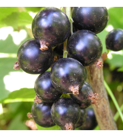 Саженец Смородина чёрная Черешнева, однолетний, открытый тип