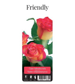 Роза чайно-гибридная Friendly