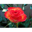 Роза чайно-гибридная Friendly