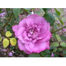 Роза флорибунда Deutsche Welle