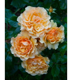 Роза флорибунда Amber Queen