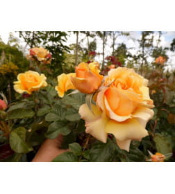 Роза флорибунда Amber Queen
