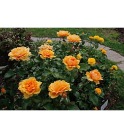 Роза флорибунда Amber Queen
