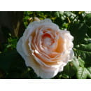 Роза плетистая Uetersener Klosterrose
