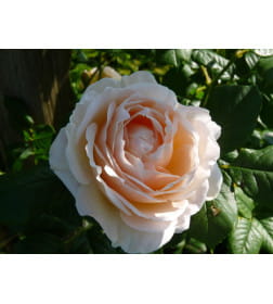 Роза плетистая Uetersener Klosterrose