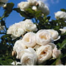 Роза плетистая Uetersener Klosterrose